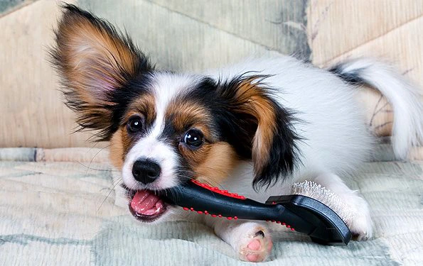 Pet Groomer in San Gabriel, CA